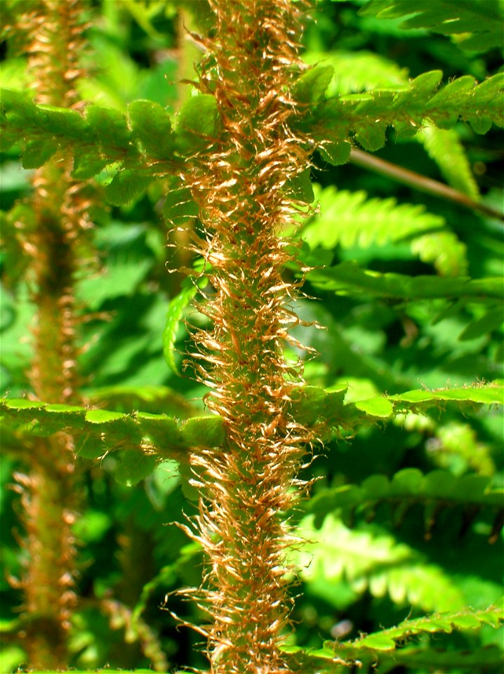 Ramenta on th rachis of Dryopteris affinis. Ayrshire. Scotland.
