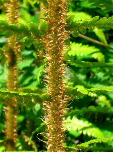 Ramenta on th rachis of Dryopteris affinis. Ayrshire. Scotland.