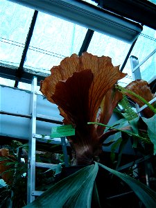 Platycerium alcicorne