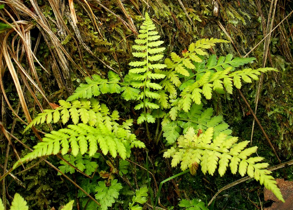 Cystopteris fragilis in beech forest near Polczyn Zdroj, NW Poland