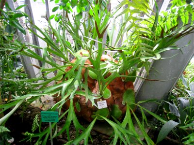 Platycerium alcicorne specimen in the Botanischer Garten, Berlin-Dahlem (Berlin Botanical Garden), Berlin, Germany.