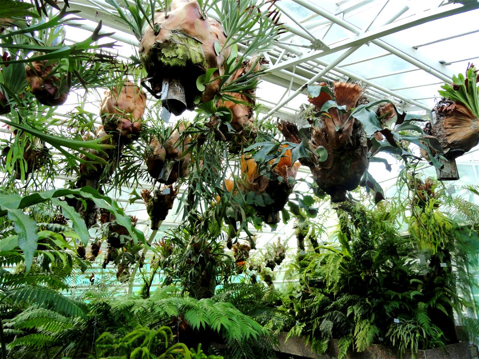 Platycerium alcicorne specimen in the Botanischer Garten München-Nymphenburg, Munich, Germany.