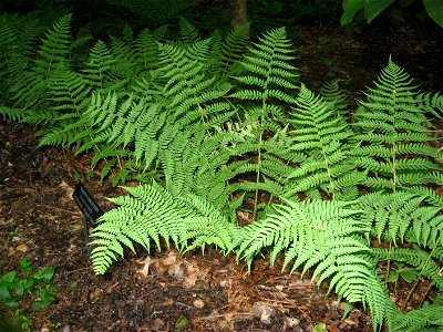 A picture of Dryopteris marginalis. photo