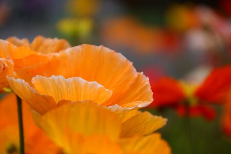 Orange poppy flower photo