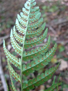 Dryopteris marginalis sori, Tom Dorman State Nature Preserve Garrard County, Kentucky.
