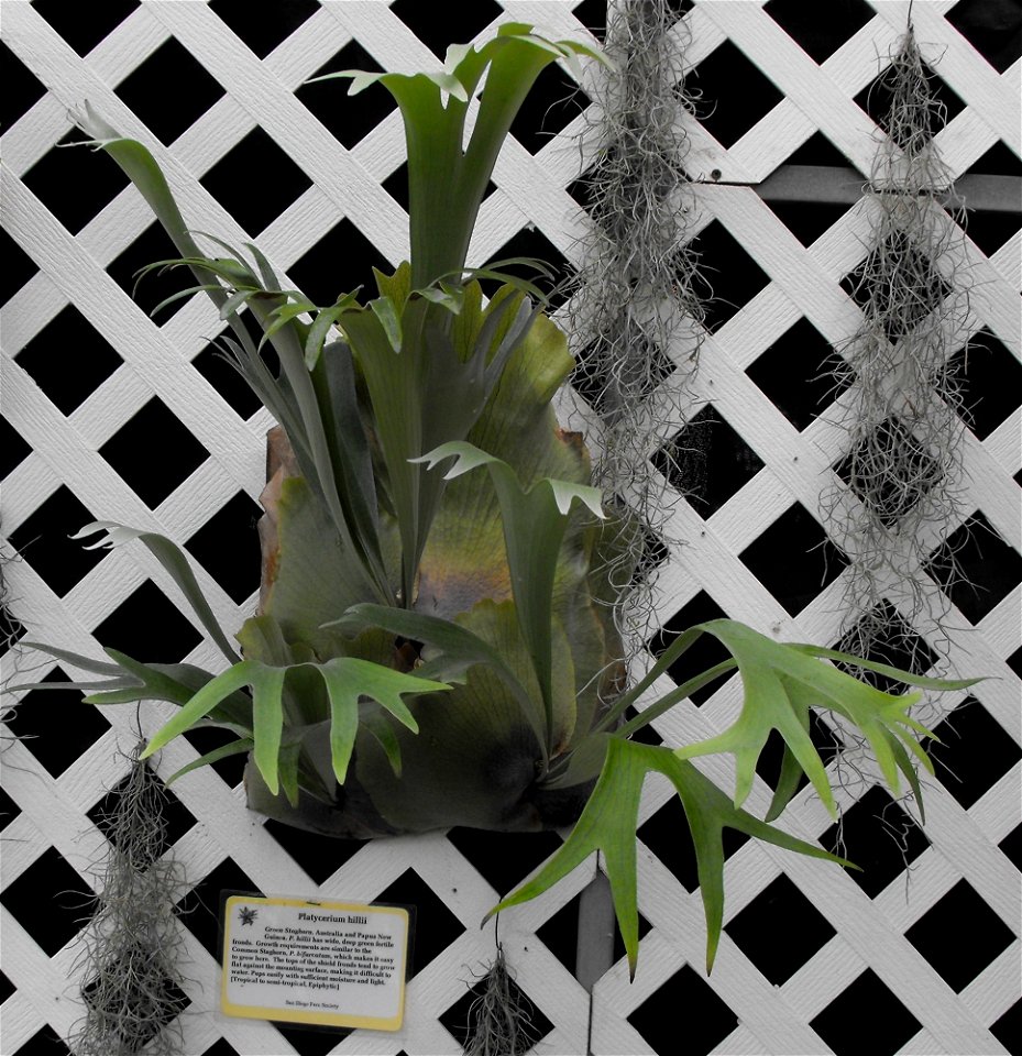 Platycerium hillii on display at the San Diego County Fair, California, USA.