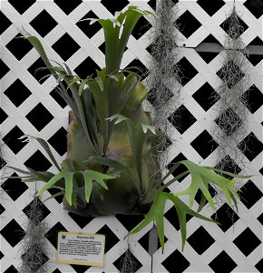 Platycerium hillii on display at the San Diego County Fair, California, USA.
