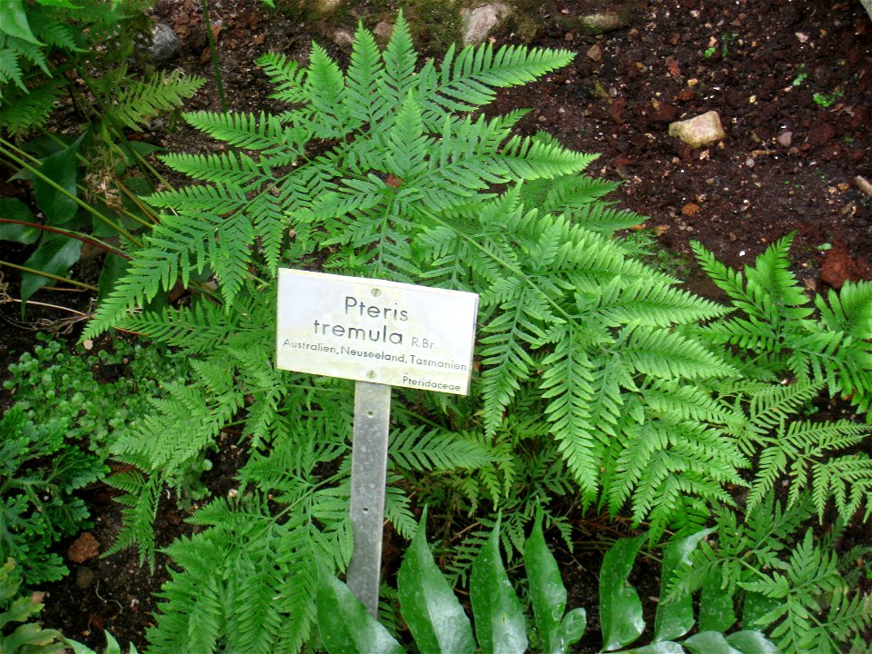 Pteris tremula specimen in the Botanischer Garten, Berlin-Dahlem (Berlin Botanical Garden), Berlin, Germany.