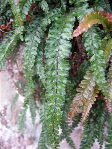 Adiantum hispidulum, Rosy Maidenhair, a fern native to New Zealand, Australia, Southeast Asia, and Africa. photo