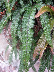 Adiantum hispidulum, Rosy Maidenhair, a fern native to New Zealand, Australia, Southeast Asia, and Africa.