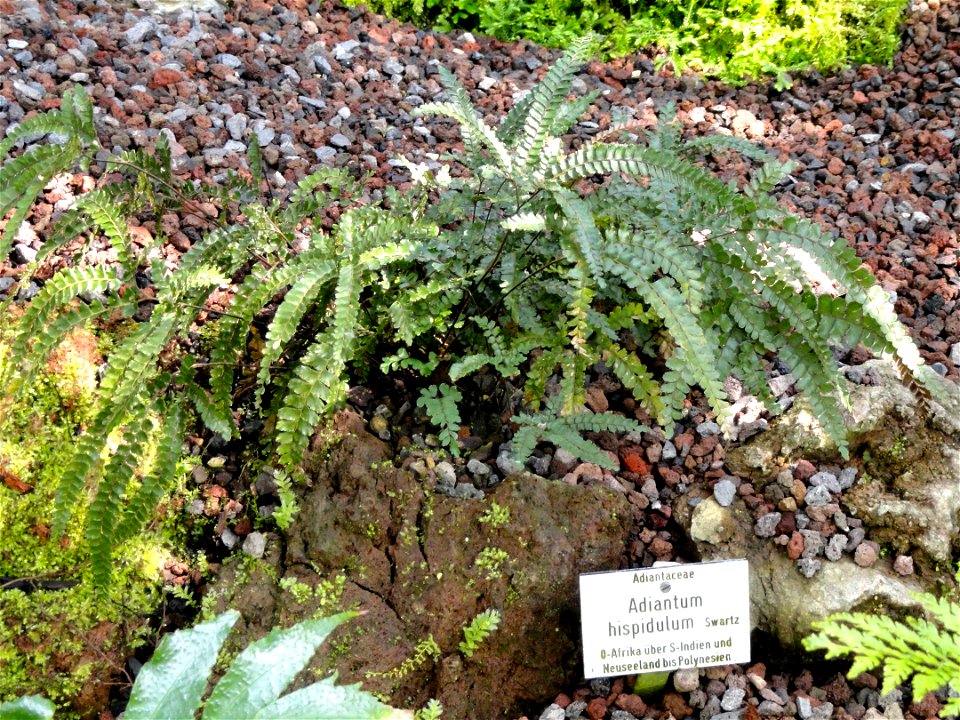 Adiantum hispidulum specimen in the Botanischer Garten München-Nymphenburg, Munich, Germany.