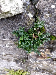wall-rue (Asplenium ruta-muraria)