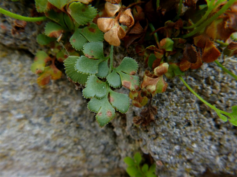 wall-rue (Asplenium ruta-muraria)