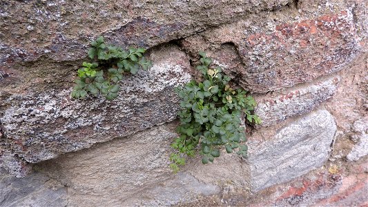 wall-rue (Asplenium ruta-muraria)