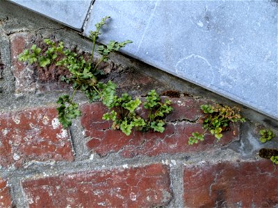 wall-rue (Asplenium ruta-muraria)