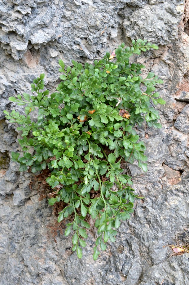 wall-rue (Asplenium ruta-muraria)