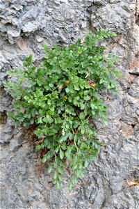 wall-rue (Asplenium ruta-muraria)