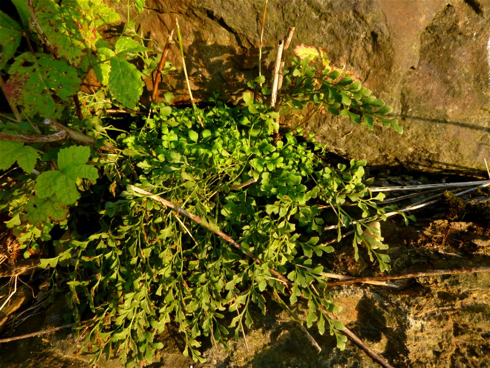 wall-rue (Asplenium ruta-muraria)