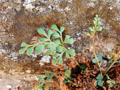wall-rue (Asplenium ruta-muraria)