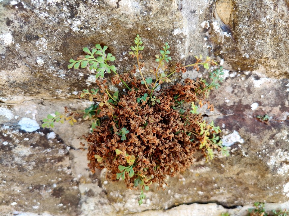 wall-rue (Asplenium ruta-muraria)