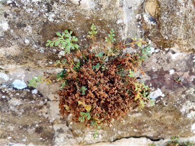 wall-rue (Asplenium ruta-muraria)