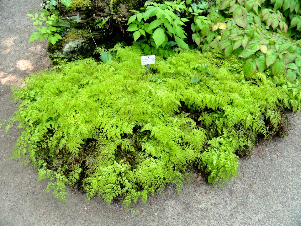 Adiantum venustum specimen in the Botanischer Garten München-Nymphenburg, Munich, Germany.