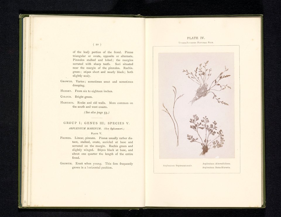 IdentificatieTitel(s): Bladeren van drie soorten streepvarensAsplenium Septentrionale. Asplenium Alternifolium. Asplenium Ruta-Muraria (titel op object)Objecttype: foto bladzijde Objectnummer: RP-F-20