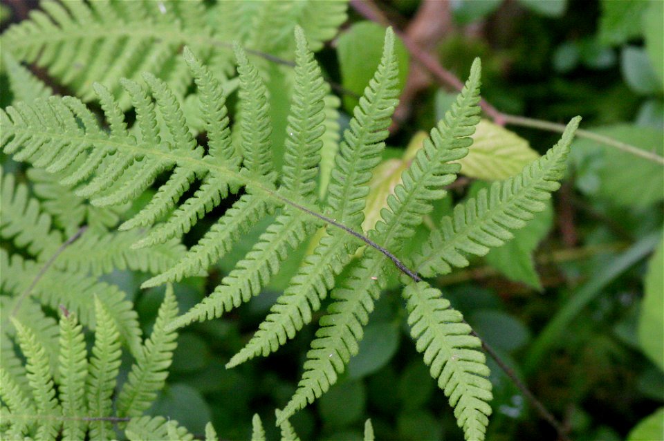 Phegopteris connectilis