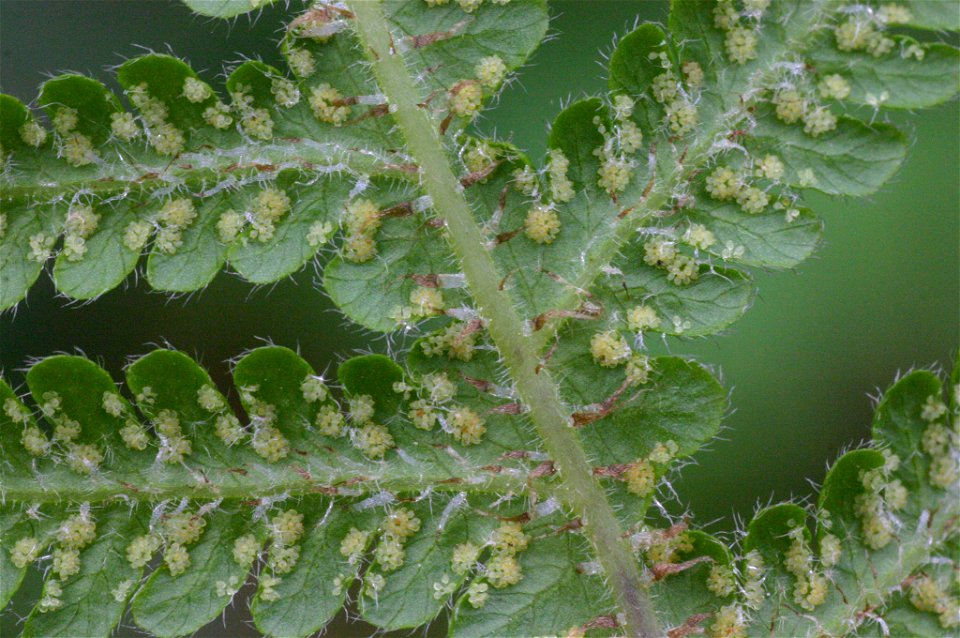 Phegopteris connectilis
