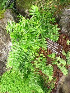 Nephrolepis falcata, in the United States Botanic Garden, Washington, DC, USA.