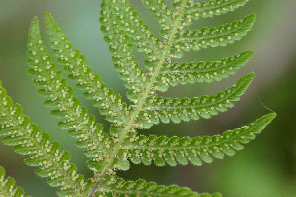 Phegopteris connectilis