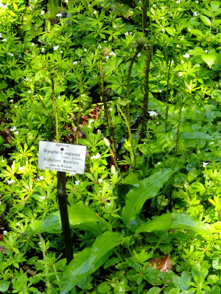 Dryopteris expansa specimen in the Botanischer Garten München-Nymphenburg, Munich, Germany.