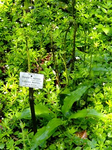 Dryopteris expansa specimen in the Botanischer Garten München-Nymphenburg, Munich, Germany.
