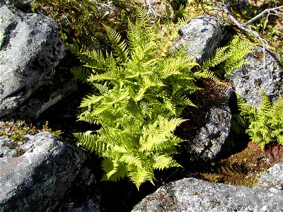 Dryopteris expansa whole plant, among rocks, Abisko Sweden.
