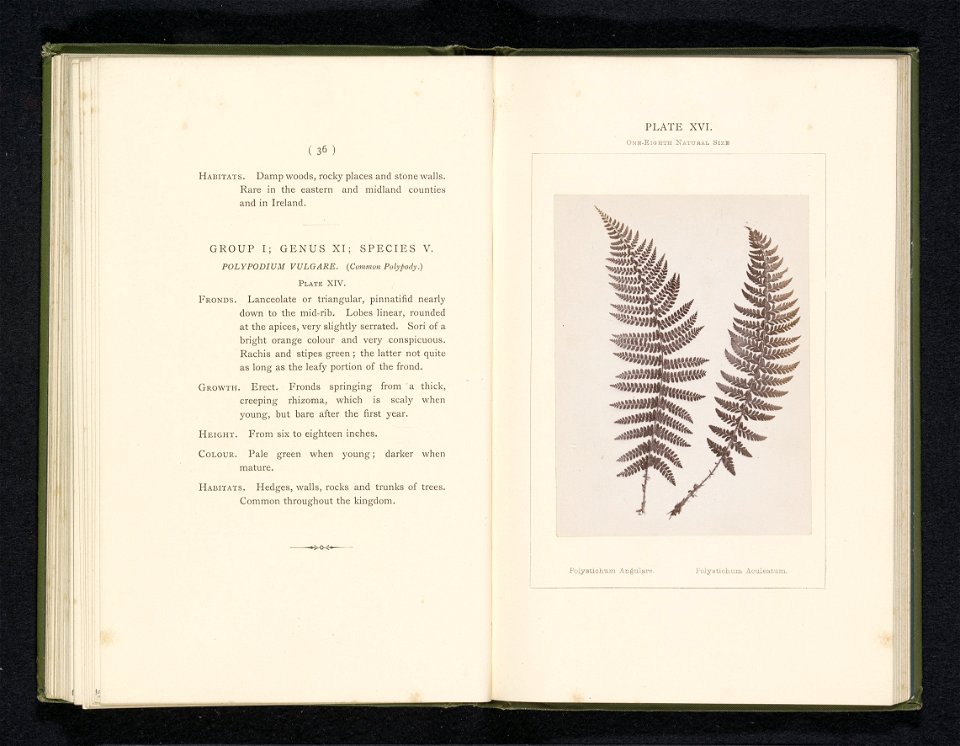 IdentificatieTitel(s): Bladeren van twee soorten naaldvarensPolystichum Angulare. Polystichum Aculeatum (titel op object)Objecttype: foto bladzijde Objectnummer: RP-F-2001-7-400-16Opschriften / Merken
