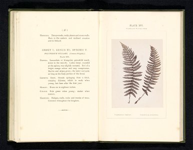 IdentificatieTitel(s): Bladeren van twee soorten naaldvarensPolystichum Angulare. Polystichum Aculeatum (titel op object)Objecttype: foto bladzijde Objectnummer: RP-F-2001-7-400-16Opschriften / Merken