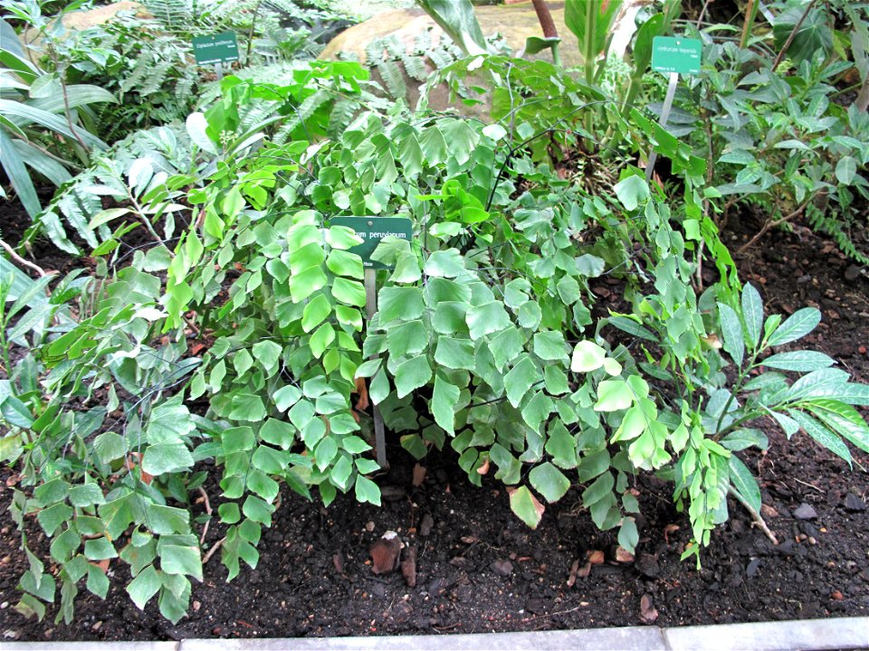 Adiantum peruvianum in a greenhouse of the jardin des plantes in Paris.
