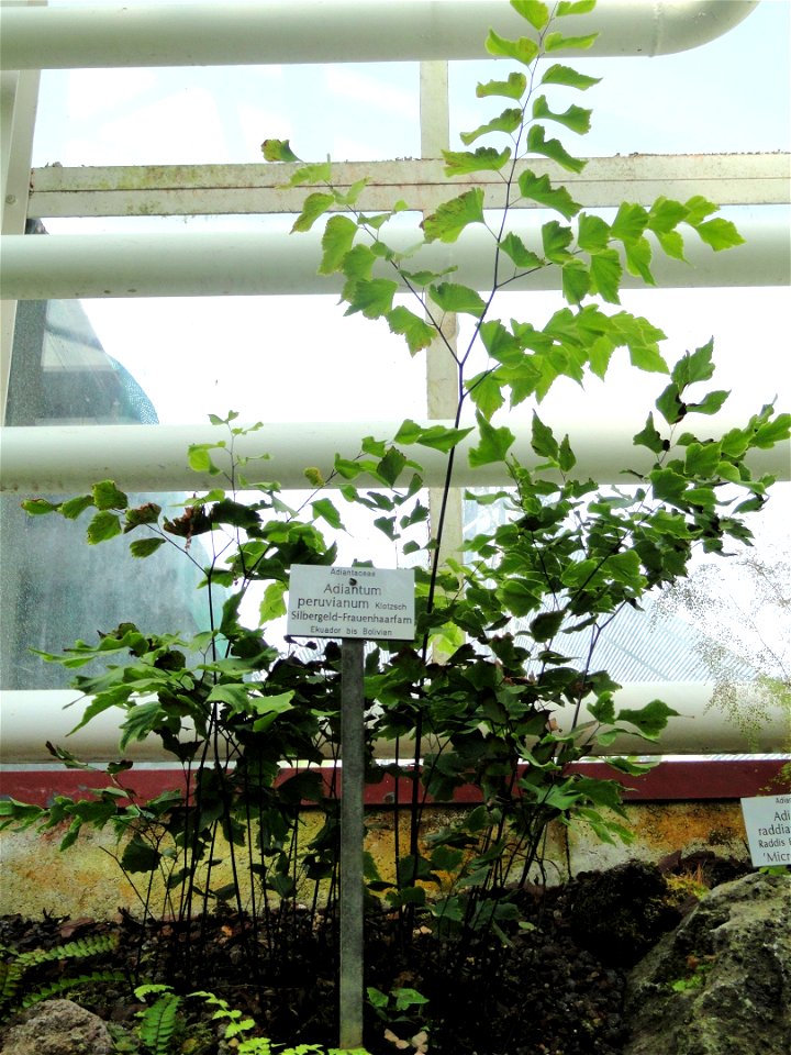 Adiantum peruvianum specimen in the Botanischer Garten München-Nymphenburg, Munich, Germany.