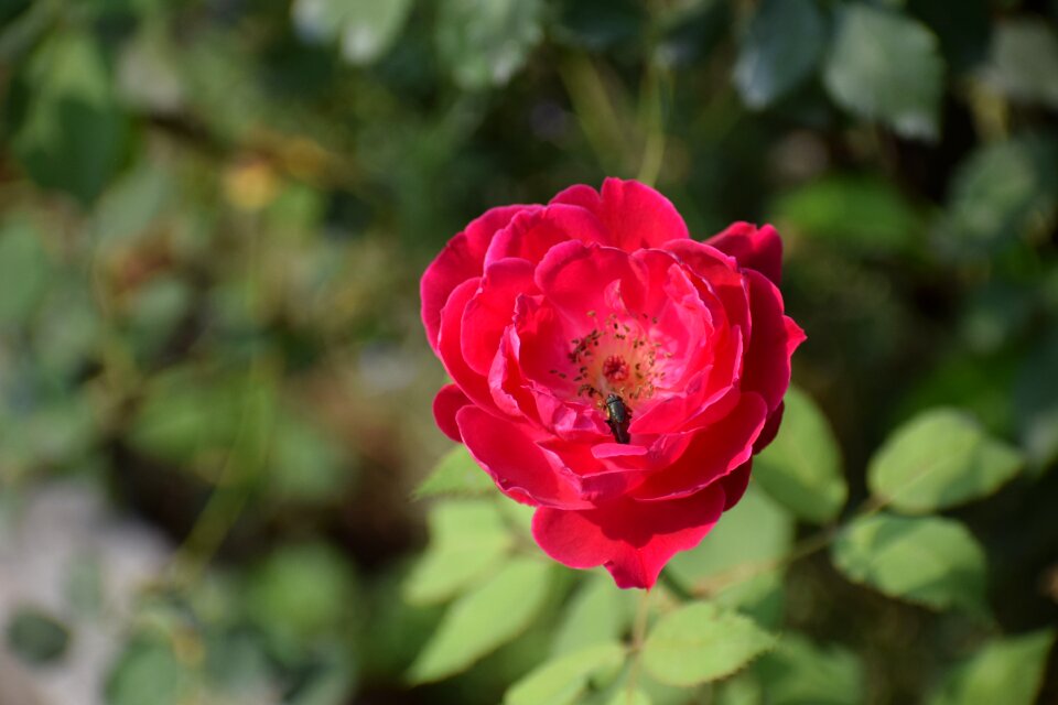 Bloom red romantic