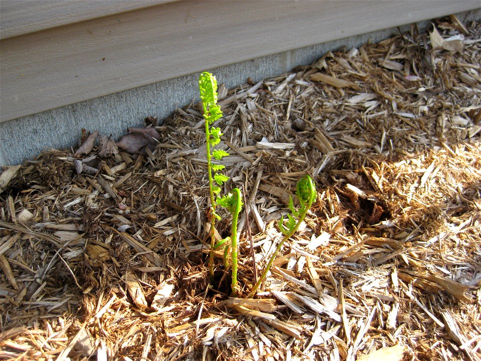 Crested wood fern fiddleheads in late spring.
Central Wisconsin
