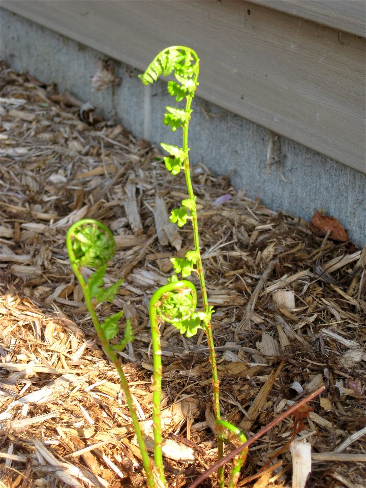 Crested wood fern fiddleheads in late spring.
Central Wisconsin