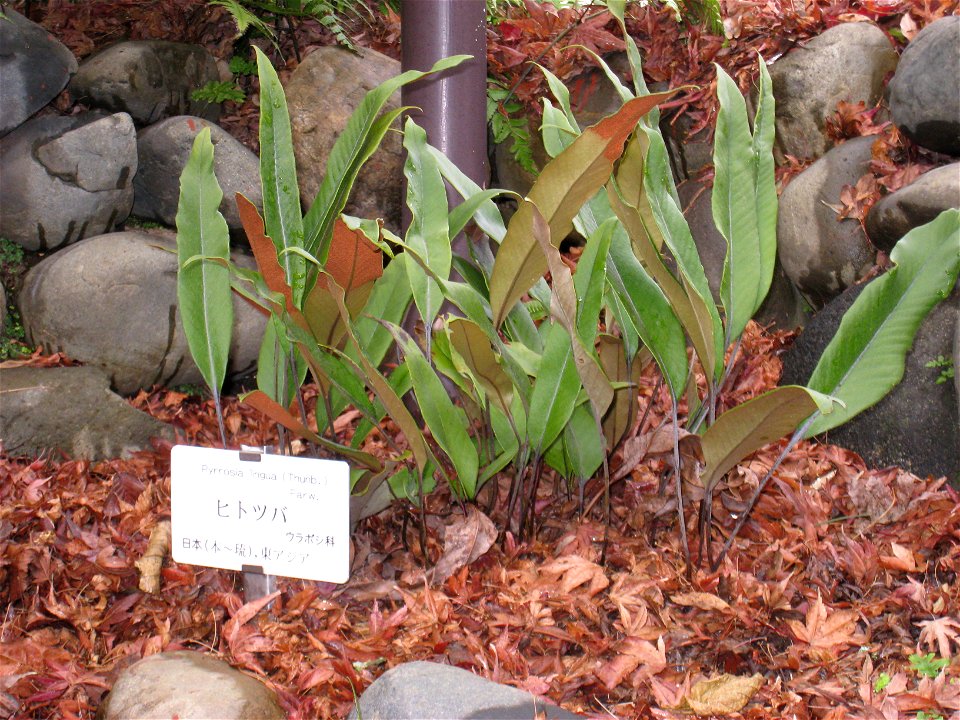 Pyrrosia lingua in Koishikawa Botanical Gardens, Tokyo, Japan.