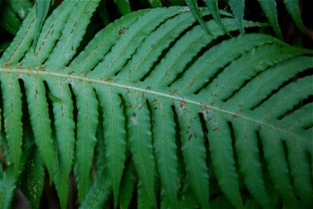 The underside of the pinna of Woodwardia radicans growing on the banks of a small stream in Madeira