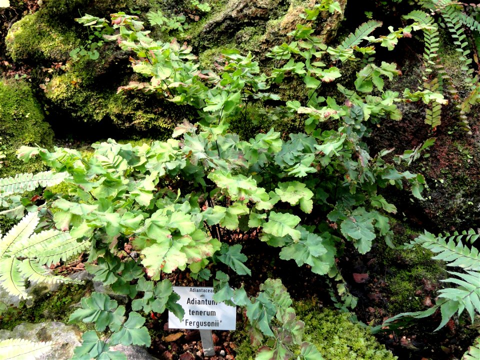 Adiantum tenerum specimen in the Botanischer Garten München-Nymphenburg, Munich, Germany.
