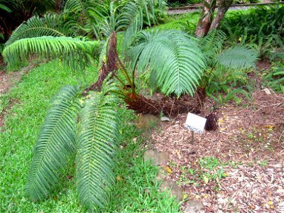 Sadleria cyatheoides in Lyon Arboretum, Hawaii, USA.