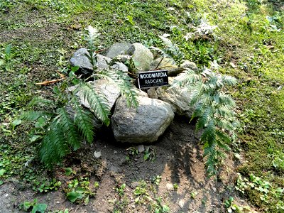 Woodwardia radicans. Botanical specimen on the grounds of the Villa Taranto (Verbania), Lake Maggiore, Italy.