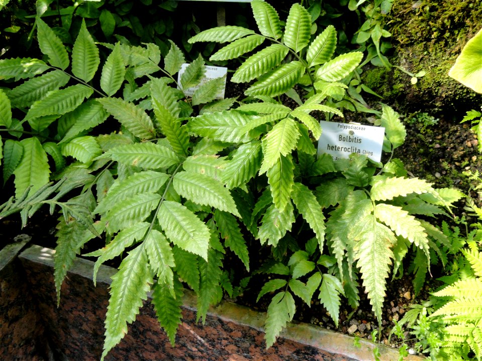 Bolbitis heteroclita specimen in the Botanischer Garten München-Nymphenburg, Munich, Germany.
