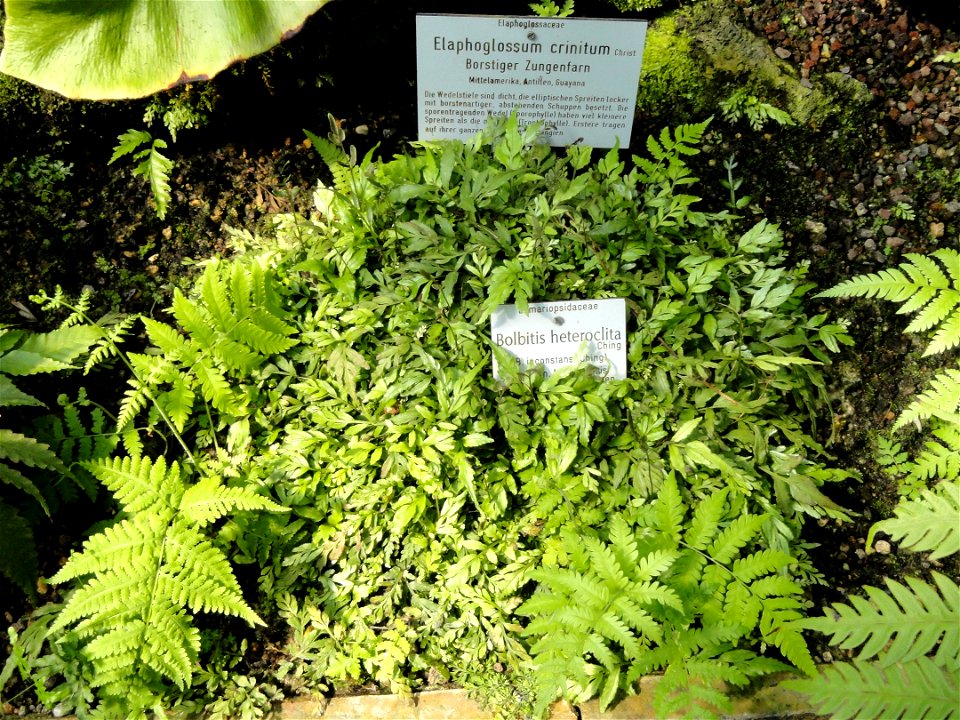 Bolbitis heteroclita specimen in the Botanischer Garten München-Nymphenburg, Munich, Germany.
