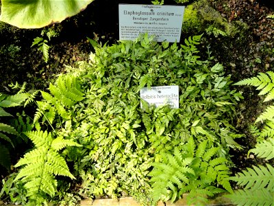 Bolbitis heteroclita specimen in the Botanischer Garten München-Nymphenburg, Munich, Germany.