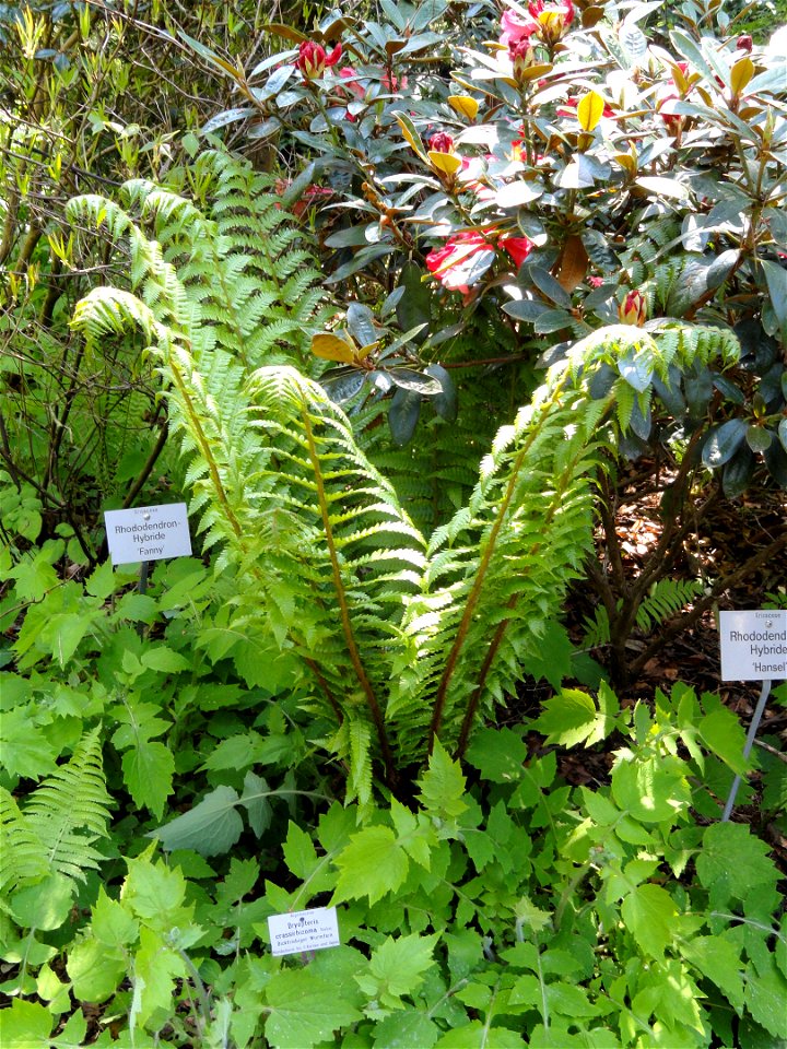 Dryopteris crassirhizoma specimen in the Botanischer Garten München-Nymphenburg, Munich, Germany.